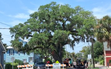 Crews close the road around Kate's Tree to carry out repair work on the historic live oak. Photo courtesy of the Amelia Tree Conservancy.