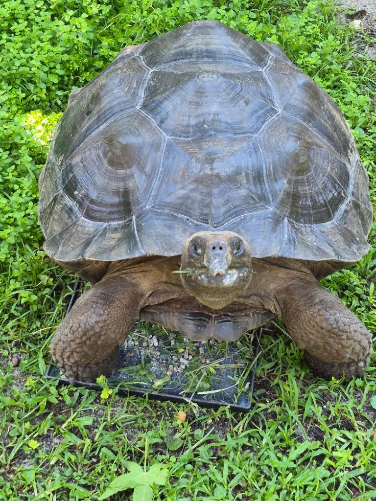 Darwin, a giant tortoise at the St. Augustine Wild Reserve, is among the animals guests can pet and feed on the Hands-On tour. Photo courtesy St. Augustine Wild Reserve