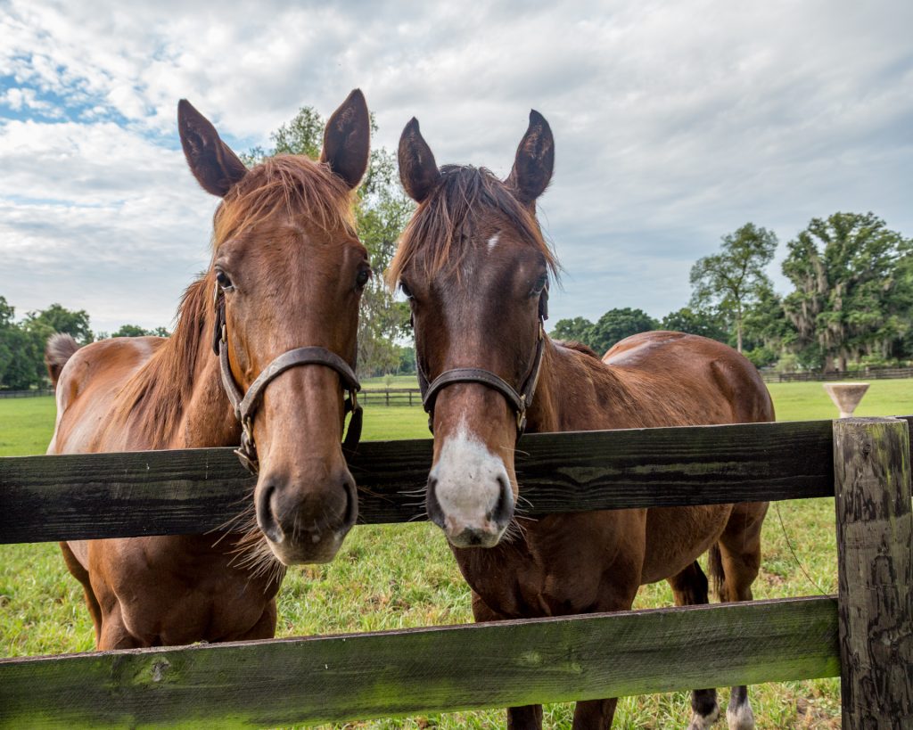 Horses greet visitors along a pasture fence near Ocala, home to more than 1,000 horse farms and known as the "Horse Capital of the World." Photo courtesy of Debi Lander