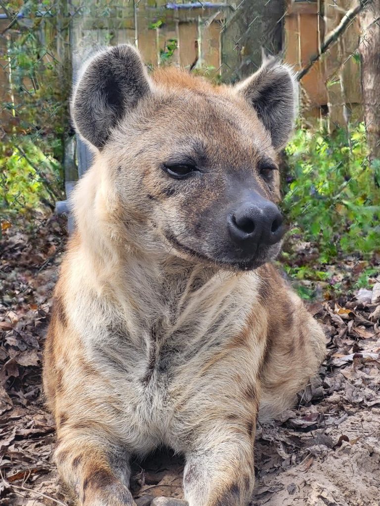 Juba, one of the reserve's hyenas, can be hand-fed by guests during the Hands-On tour. Photo courtesy St. Augustine Wild Reserve