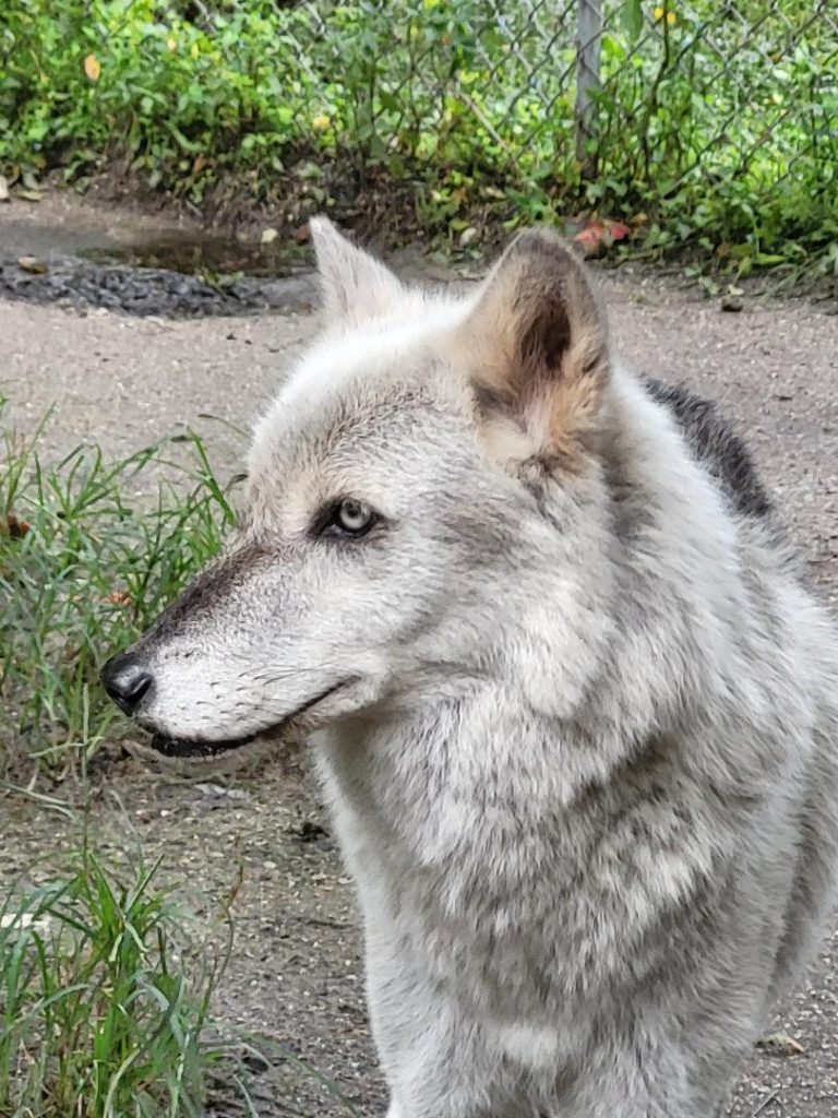 Spirit, one of the wolves at the St. Augustine Wild Reserve, can be seen up close on the reserve's Hands-On tour. Photo courtesy St. Augustine Wild Reserve
