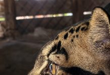 Sumatra, a 4-year-old male clouded leopard, recently arrived at the St. Augustine Wild Reserve. Photo courtesy St. Augustine Wild Reserve