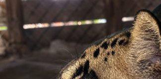 Sumatra, a 4-year-old male clouded leopard, recently arrived at the St. Augustine Wild Reserve. Photo courtesy St. Augustine Wild Reserve