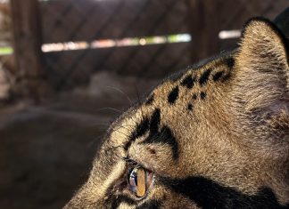 Sumatra, a 4-year-old male clouded leopard, recently arrived at the St. Augustine Wild Reserve. Photo courtesy St. Augustine Wild Reserve