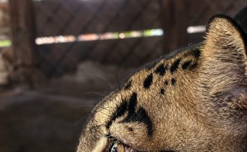 Sumatra, a 4-year-old male clouded leopard, recently arrived at the St. Augustine Wild Reserve. Photo courtesy St. Augustine Wild Reserve