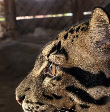 St. Augustine Wild Reserve welcomes rare clouded leopard Sumatra, a 4-year-old male clouded leopard, recently arrived at the St. Augustine Wild Reserve. Photo courtesy St. Augustine Wild Reserve
