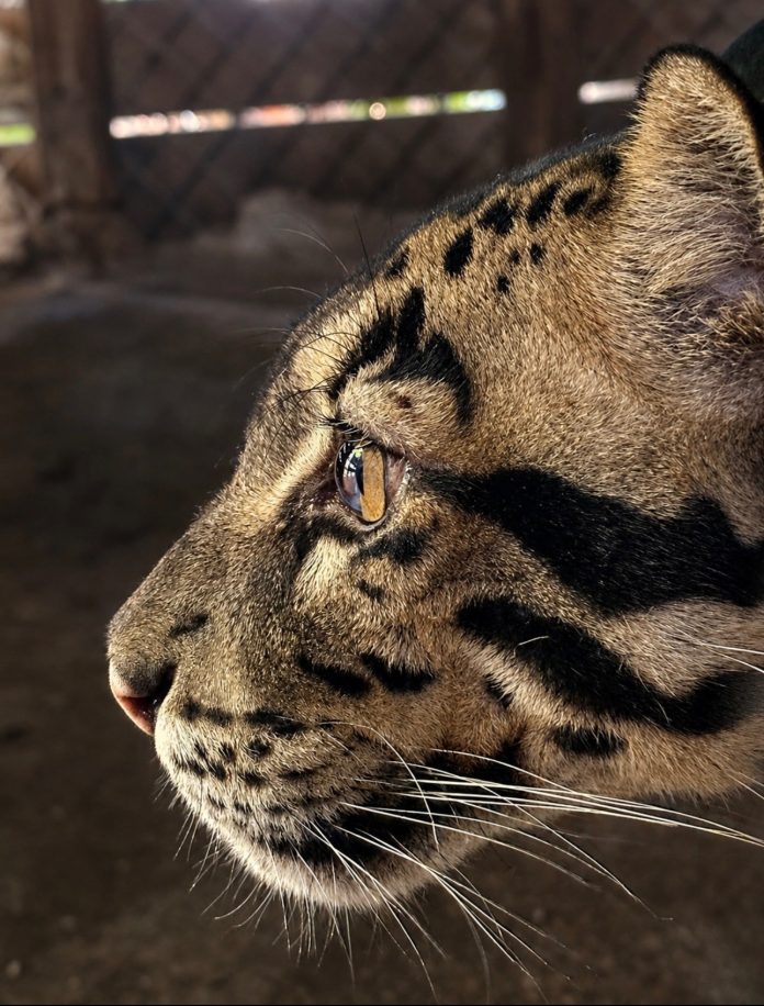 Sumatra, a 4-year-old male clouded leopard, recently arrived at the St. Augustine Wild Reserve. Photo courtesy St. Augustine Wild Reserve