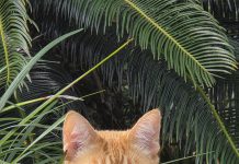 Meet the BFF of the Month, Leo